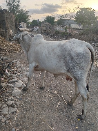 3  4   મહિના  ઘાભણી છે