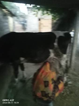 એચ. એફ. ગાય વેચવાની છે
