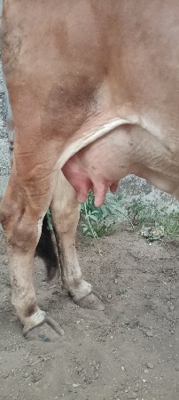 દેશી ગીર ગાય
