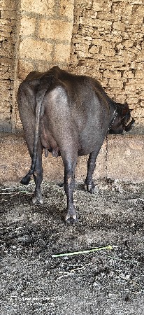 ભેંસ વેચવાની છે