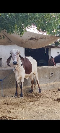vachdi vechva ni see