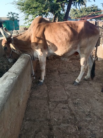 બળદ વેચવાનો છે