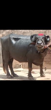 ભેંસ વેચવાનું છે
