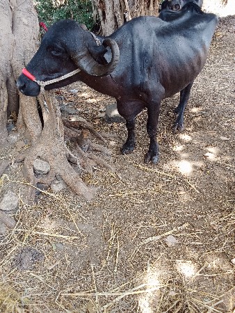 10દિવશ ની કાશી