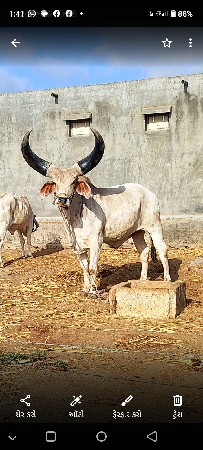 બળદ વેસવાનાષે