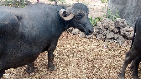 ભેસ વેચવાની છે