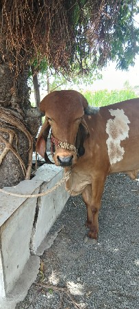 હોડકી
