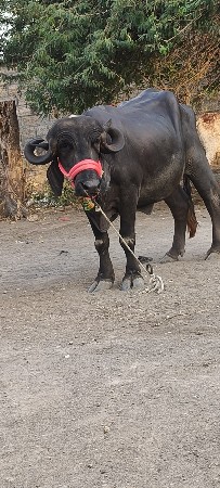 પેલું વેતર ખડેલી વેચવાની છે