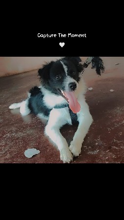 pamolyan mel dog