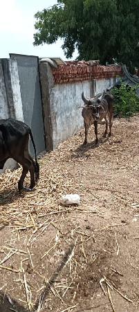સાટા કરવા ના છે સામે ગીર ગાય ચાલે