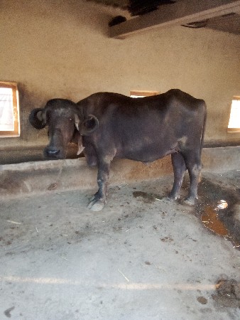 ખડેલી વેચવાની છે