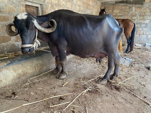 ભેસ વેસવાની સે