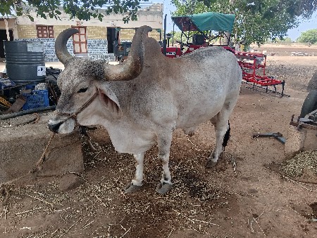 બળદ્ય વેસવાવાનો સે