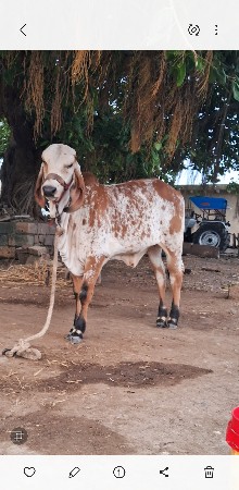વાછડી વેચવાની છે