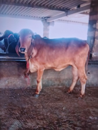 હોડકી વેચવાની છે