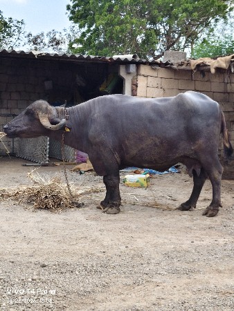 2 વેતર વ્યાહે 15_20દીવસ ની કાસી