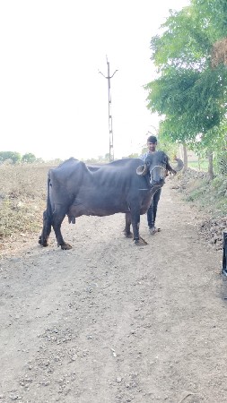 ભેંશ વેચવાની છે