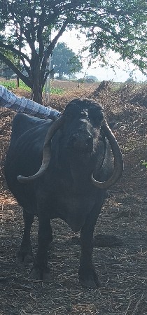 ભેંસ વેચવાની છે