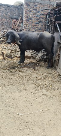 ગીર જાફરાબાદી પાડો વેચવાનો છે