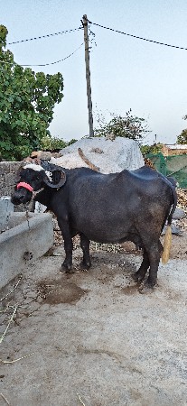 ભેંસ વેચવાની સે 20 25 દિવસ કાચી
