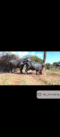પાડો વેચવાનો છે
