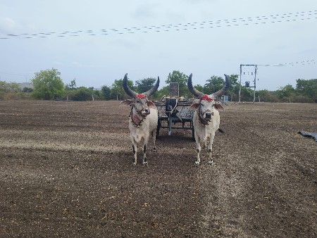 વેચવાના સે