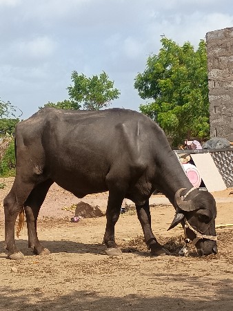 2 ખડેલા
