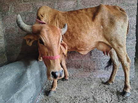 ગાય વેચવાની છે