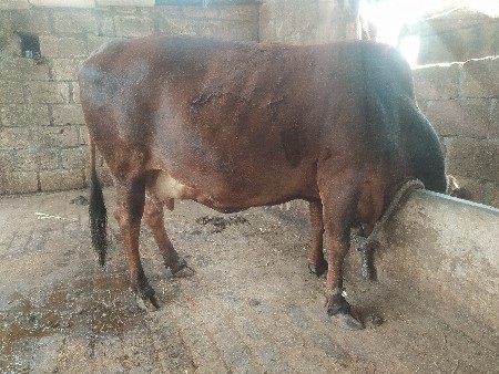 જરસી ગાય વેચવાની છે
