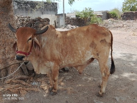 ગોઢલો વેચવાનો છે