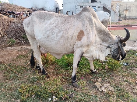 વેચવાની