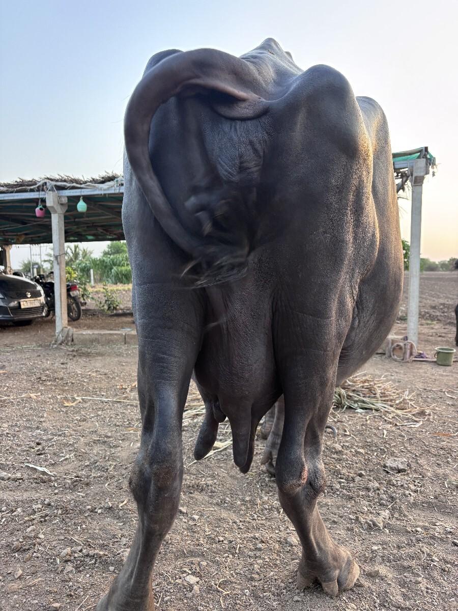 ભેંસ વેચવાની છે ટોટલ જવાબદારી સાથે