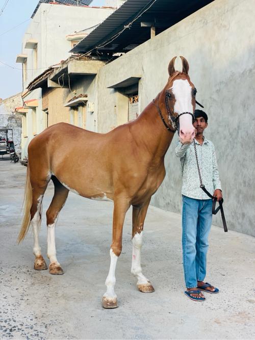 ધોડી વેચવા છે