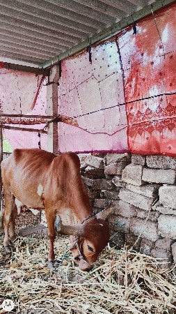 આ ગાય વેચવાની છે