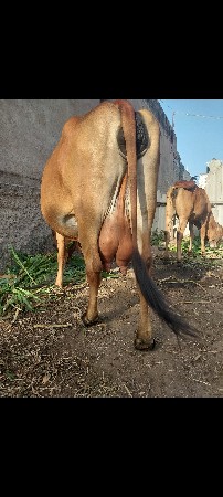 ગાયુ વેચવાની છે બે ય