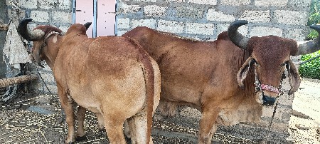 બળદ વેચવા ના છે.
4 ધર ના છે.