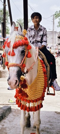 સંજાબ ઘોડી વેચવાની છે