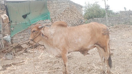બળદ વેચવાના છે ત્રીજી વાવણીના