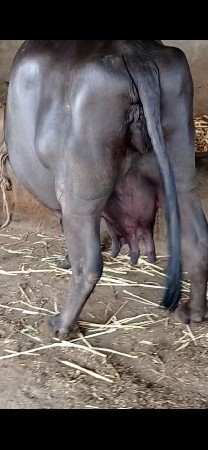 ભેંસ વેચવાની છે