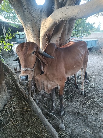 હોડકી વેચવાની છે