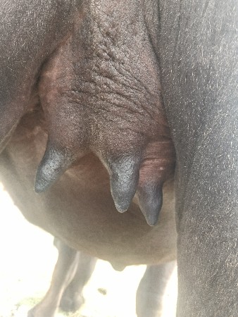 પેલા વેતરમા