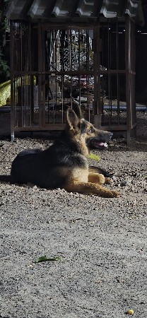 German