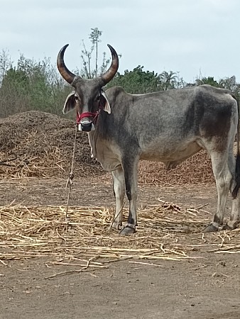 ગોઢલો. વેચવાનો છે