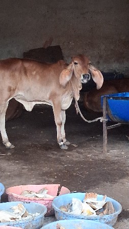 વેચવાની છે