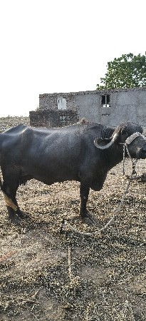 ભેંસ વેચવાની છે