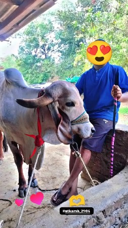 ગીર ગાય વેચવાની છે