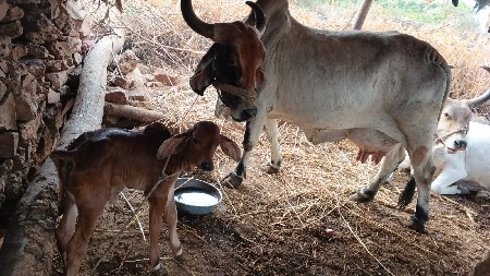 ગાય