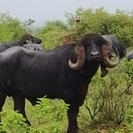 પાડો વેશવાનો