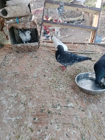 કબુતર