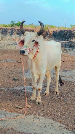 Marwadi Marwadi total jawab de